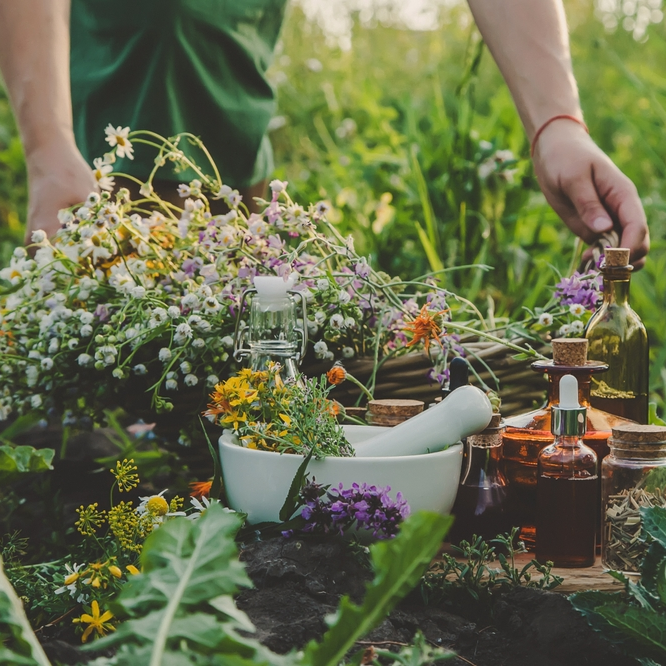 Survival Medicinal Herb Garden - Herb Seeds – Heirloom, Non-GMO, High Germination Organic Garden Seeds