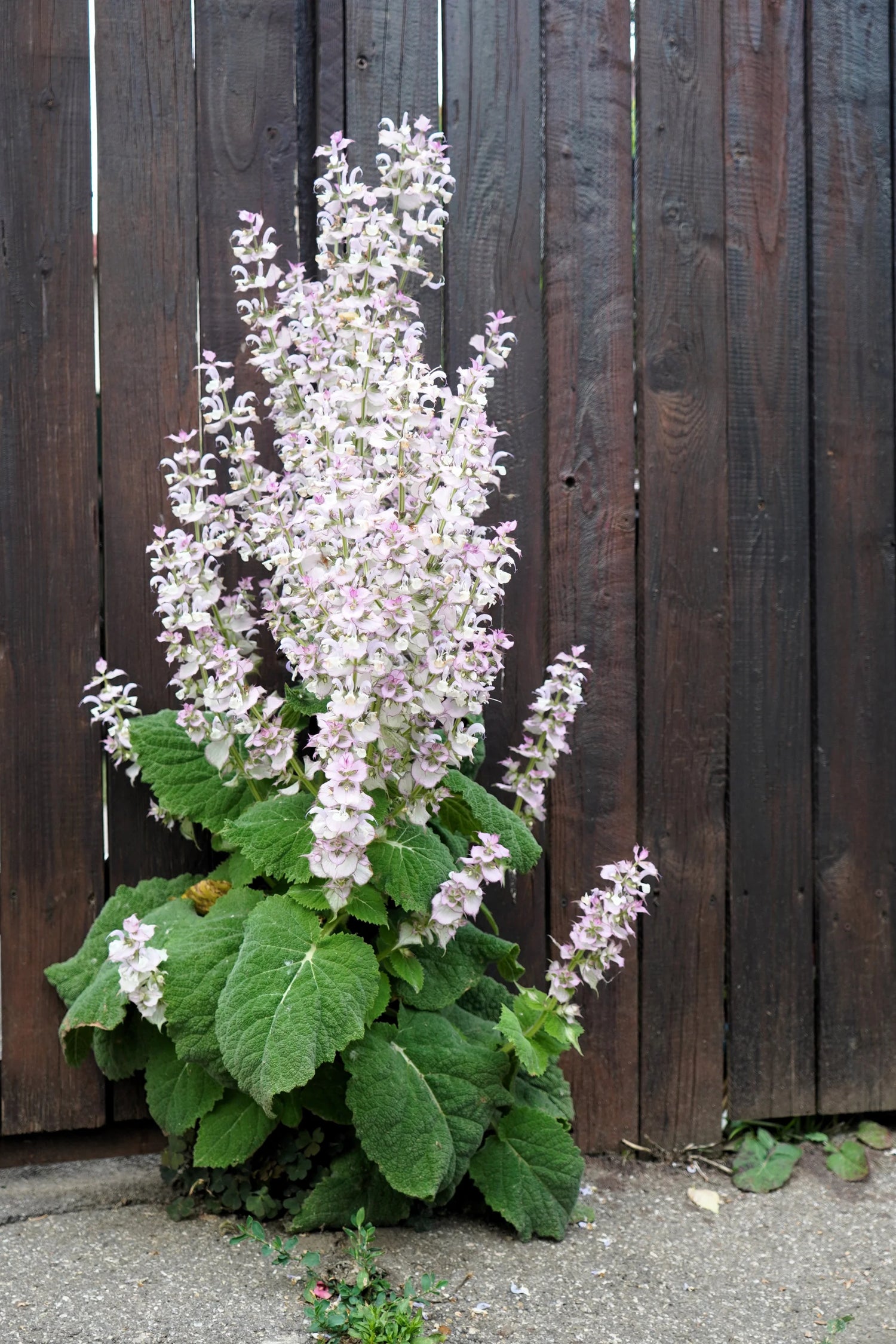 Clary Sage Seeds - Bluish-White