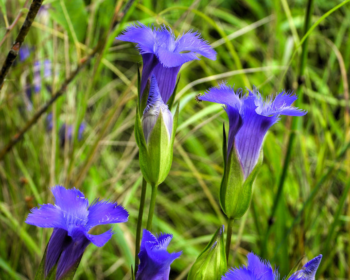 Blue White Gentian Flower Seeds for Planting - 100