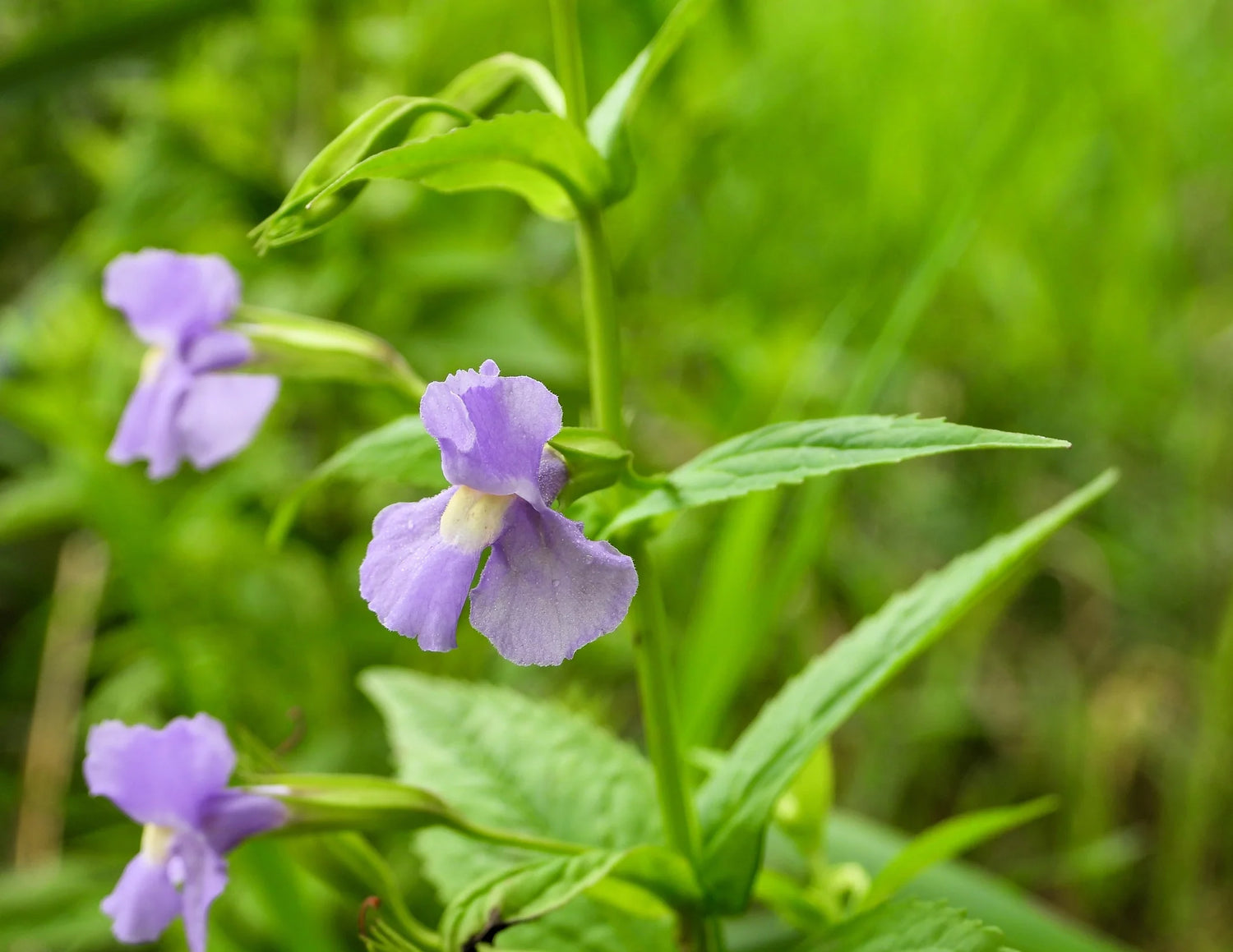 Lavender Musk Seeds