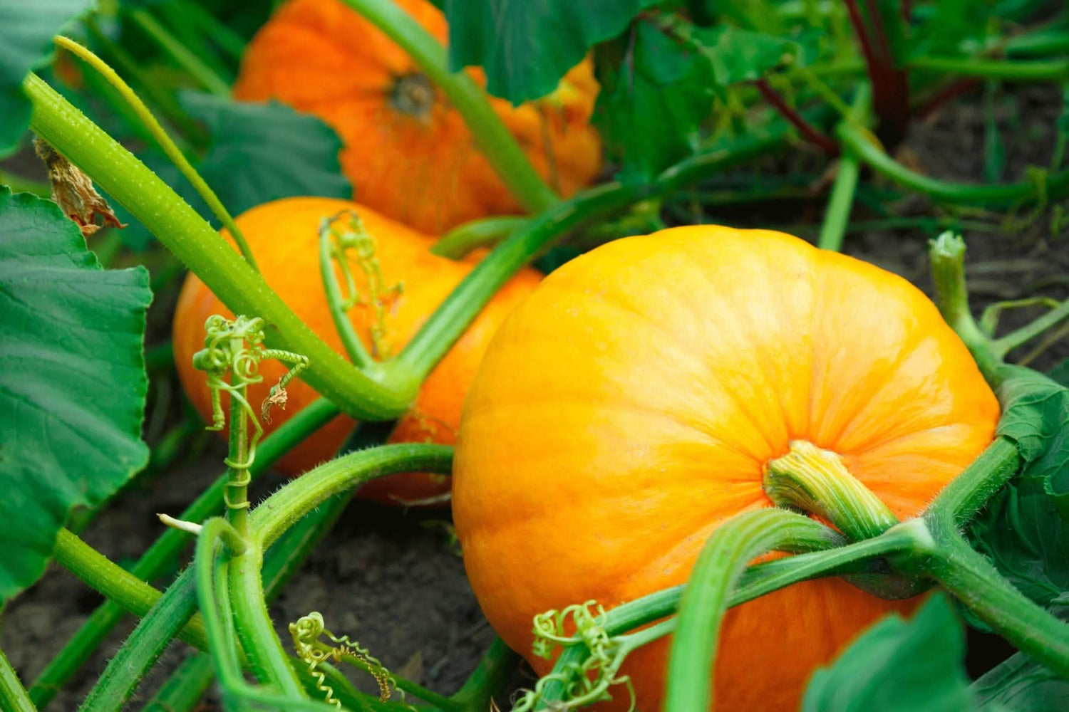 Jamaican Pumpkin Cucurbita moschata seeds for planting in home garden