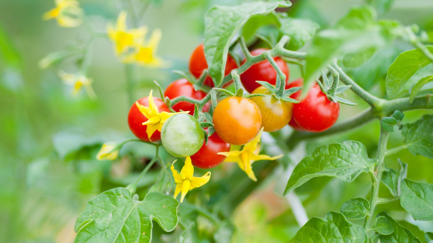 Topepo Rosso Pepper Seeds Imported Italian Heirloom Sweet Red Fruit for Garden Planting