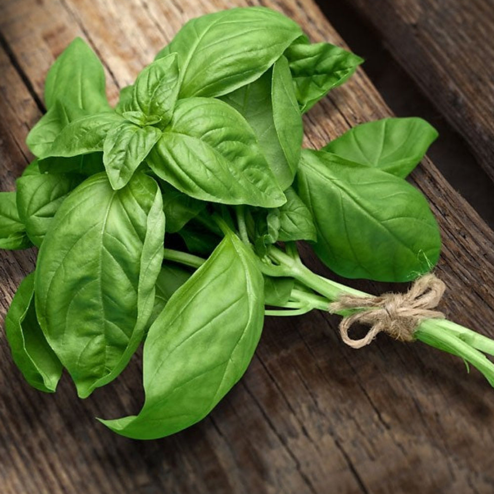 Basil Herb Seeds for Planting-Heirloom & Non-GMO Seeds for planting – Fresh Herb for Your Garden