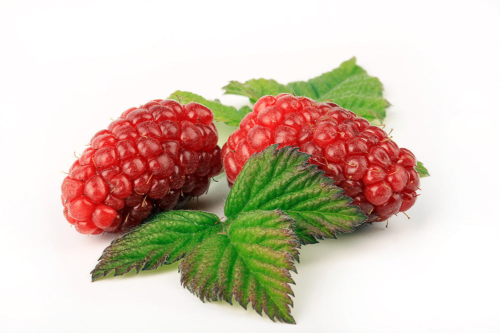 Tayberry – Sweet and Tangy Hybrid Berry