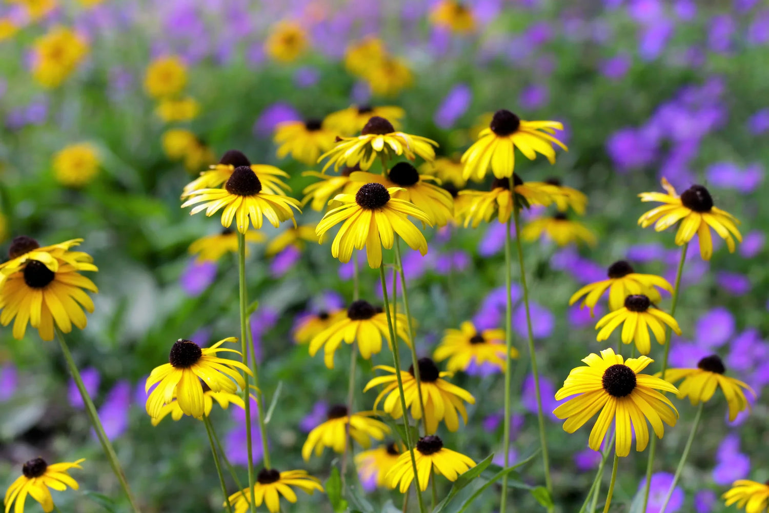 Sweet Black Eyed Susan Wildflower Seeds - Everwilde Farms Mylar Seed – Heirloom, Non-GMO, High Germination Organic Garden Seeds