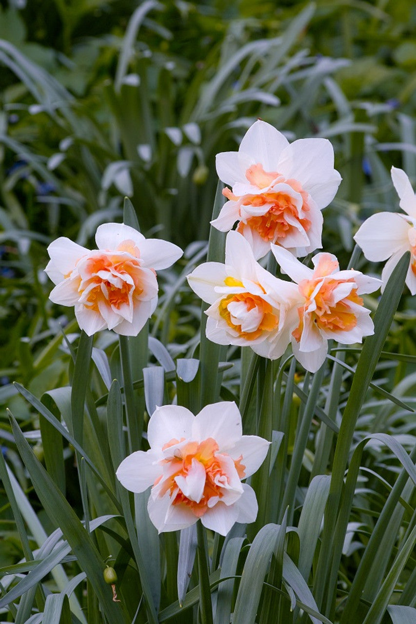 Daffodil Bulbs - Replete