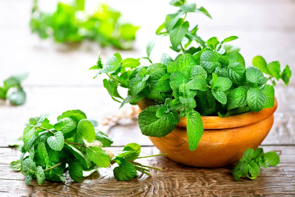 Green Mint Plant Seeds for Planting-Aromatic and Edible Gardens – Fresh Herb for Your Garden
