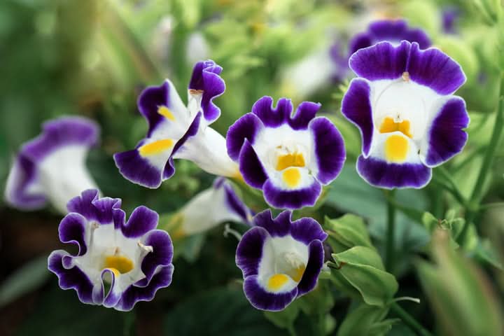 Torenia Kauai Flower Seeds for Planting Dark Violet