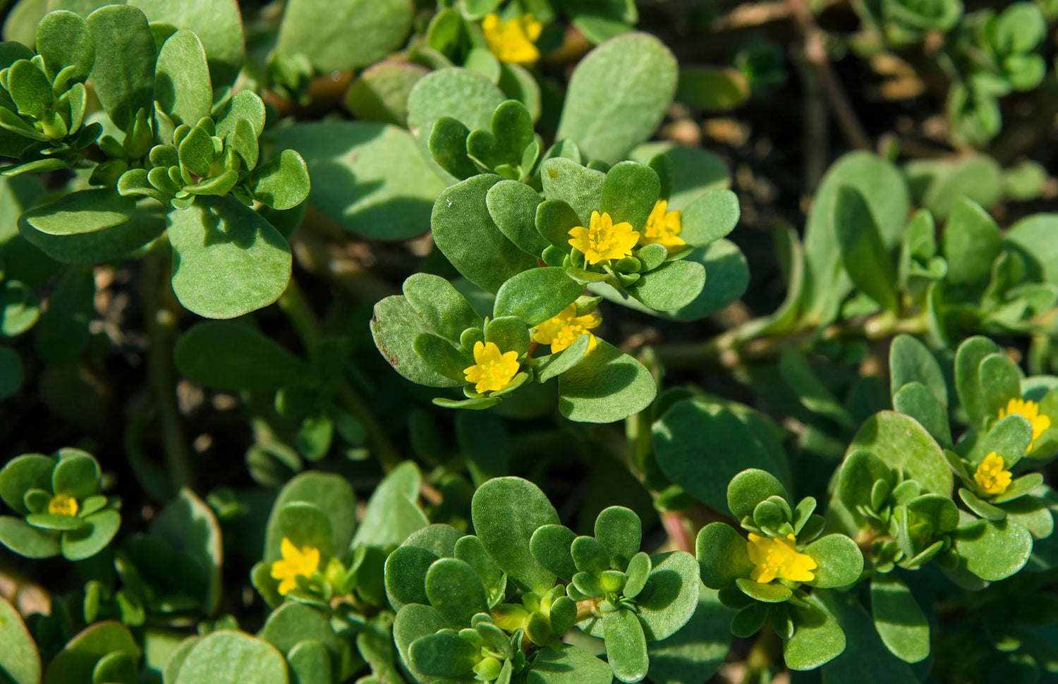 Goldberg Golden Purslane - Specialty Green Seed