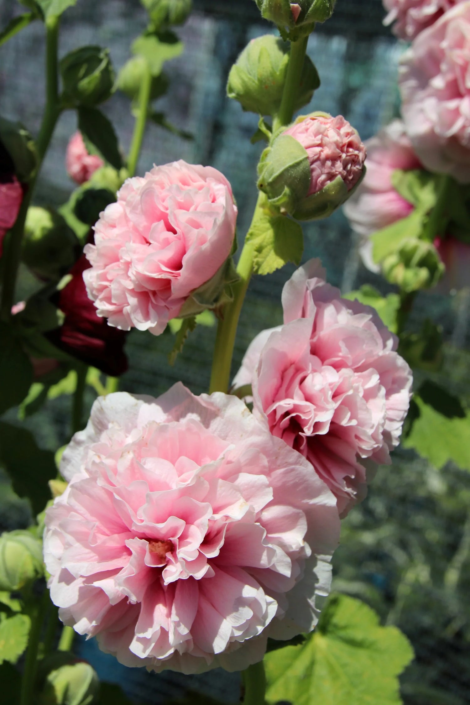 Hollyhock Seeds - Summer Carnival - Pink