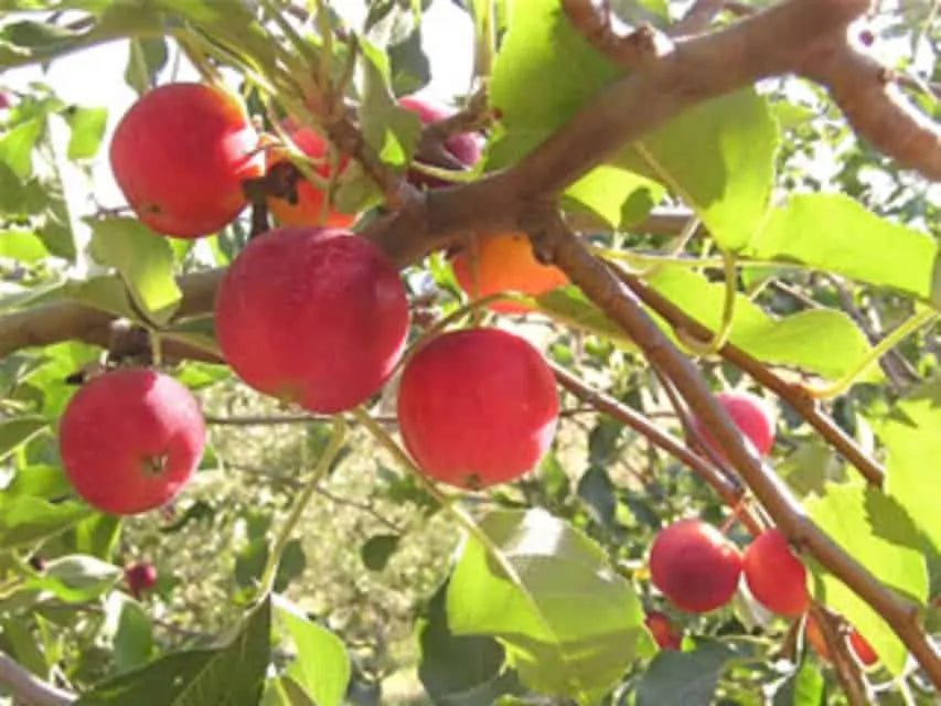 Manchurian Crab Apple (Malus mandshurica) Seeds