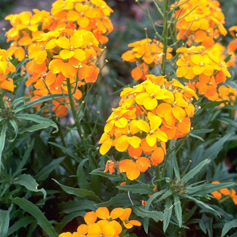 Sibirian Wallflower Seeds – Cold - Hardy Orange Blooms Loved by Pollinators - Dharaseeds