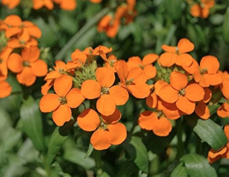 Sibirian Wallflower Seeds – Cold - Hardy Orange Blooms Loved by Pollinators - Dharaseeds