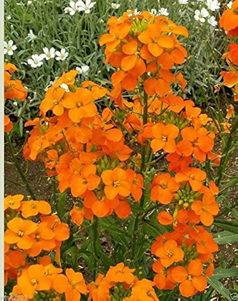Sibirian Wallflower Seeds – Cold - Hardy Orange Blooms Loved by Pollinators - Dharaseeds