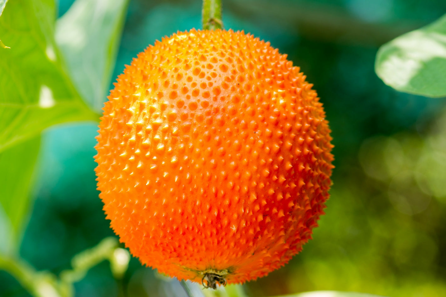 Gac Fruit (Momordica cochinchinensis)