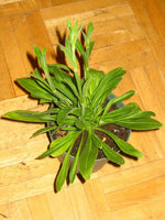 Silene Capensis perennial herb seeds high germination rate