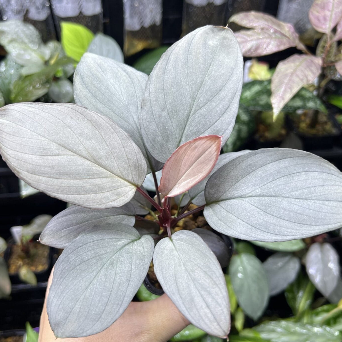 Silver-green foliage Humilis plant seeds for garden beds and pots