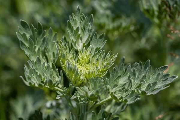 Absinthe Wormwood Seeds for Planting,Aromatic Gardens – Fresh Herb for Your Garden