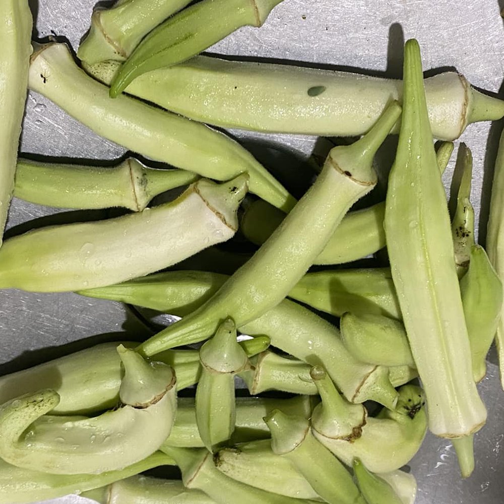 Silver Queen Okra Seeds Heirloom Non-GMO High Germination Organic Garden Seeds