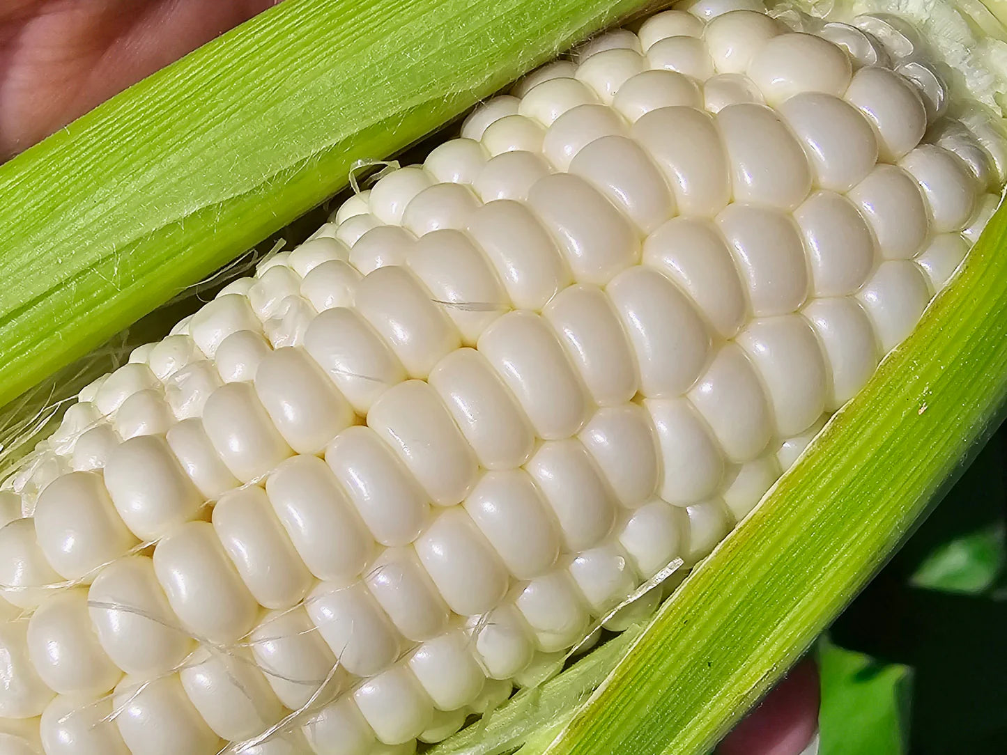 Silver King Hybrid Corn Seeds | White Sweet Corn with Tender Kernels – Heirloom, Non-GMO, High Germination Organic Garden Seeds