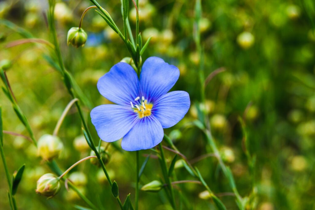 Flax Linum Usitatissimum Blau Flower Seeds for Planting