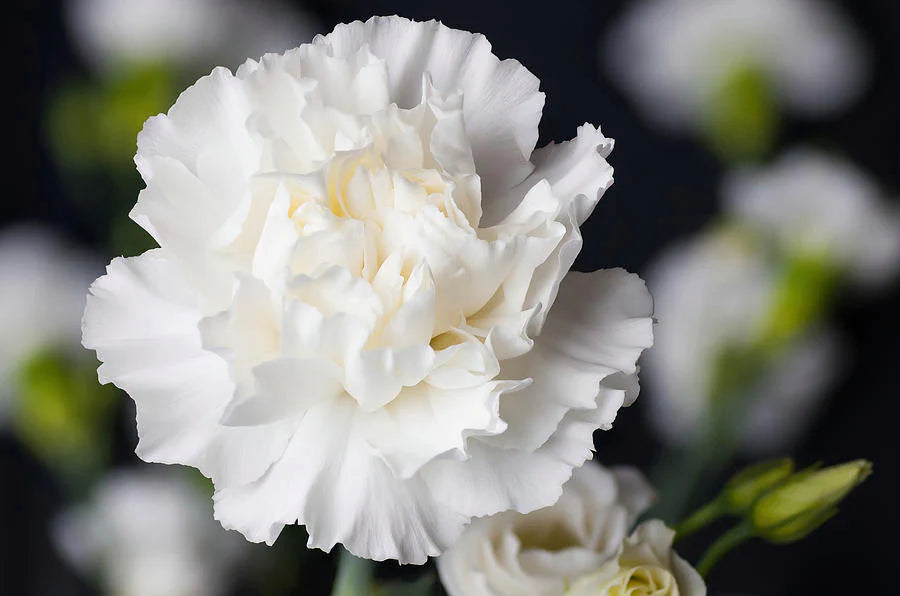White Carnation Flower Seeds, Pure White Ruffled Flowers with Classic Charm