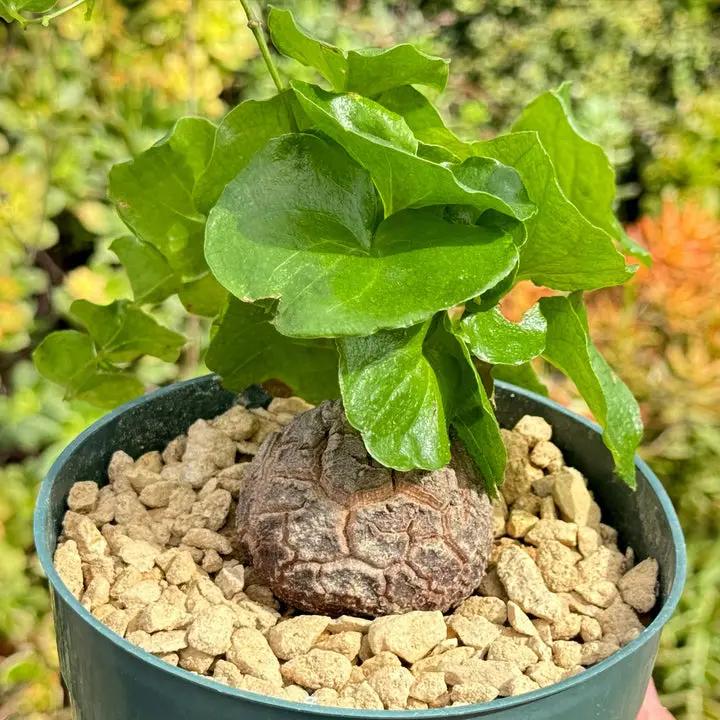 Dioscorea Elephantipes Yam Seeds for Planting - NON GMO Seeds Dhara Seeds