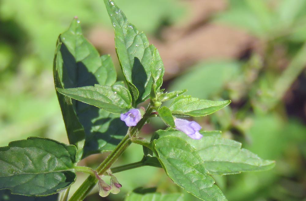 Scutellaria Lateriflora Seeds – Relaxing Herb-Heirloom & Non-GMO Seeds for planting – Fresh Herb for Your Garden