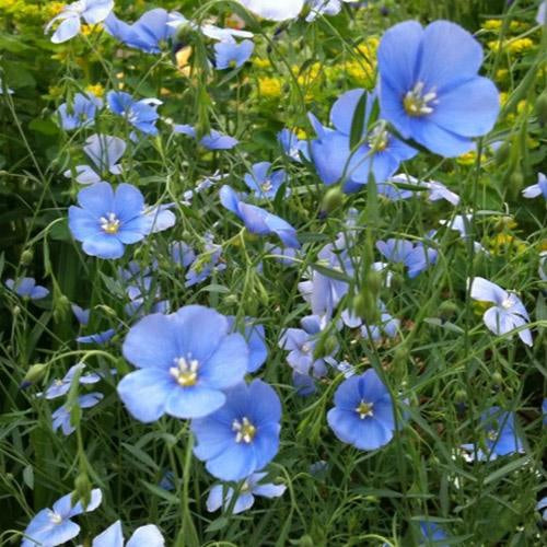 Flax Sky Blue Delicate Bloom Flower Seeds