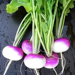 Slicemaster Vegetable seeds – perfect for fresh slicing vegetables - Dharaseeds