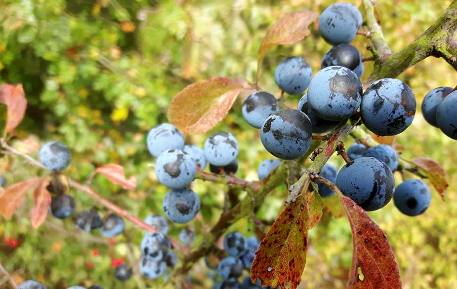 Sloe Berries – Tart, Wild, and Flavorful Fruit for Unique Culinary Creations