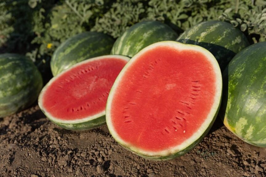 Small oval watermelon seeds for home garden planting