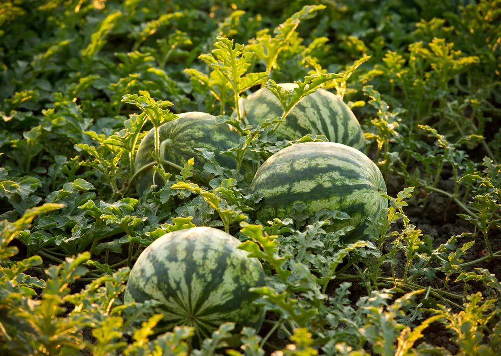 Small round watermelon seeds hybrid garden variety