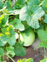 Smooth rind honeydew seeds high germination organic variety