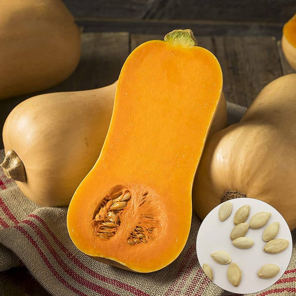 Smoothie Orange Pumpkin seeds – soft - flesh pumpkin ideal for cooking - Dharaseeds