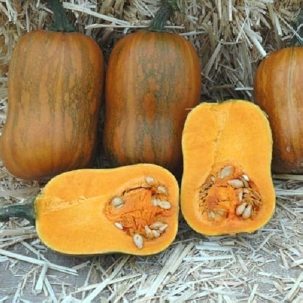 Smoothie Orange Pumpkin seeds – soft - flesh pumpkin ideal for cooking - Dharaseeds