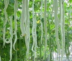 Snake Gourd Seeds for Gardening, 100 Pcs pcs - Dharaseeds