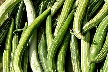 Snake Gourd Seeds for Gardening, 100 Pcs pcs - Dharaseeds