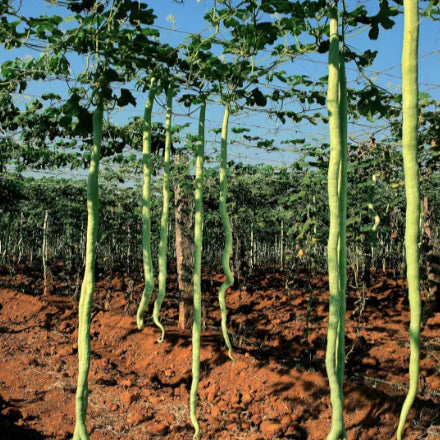 Snake gourd-Viper