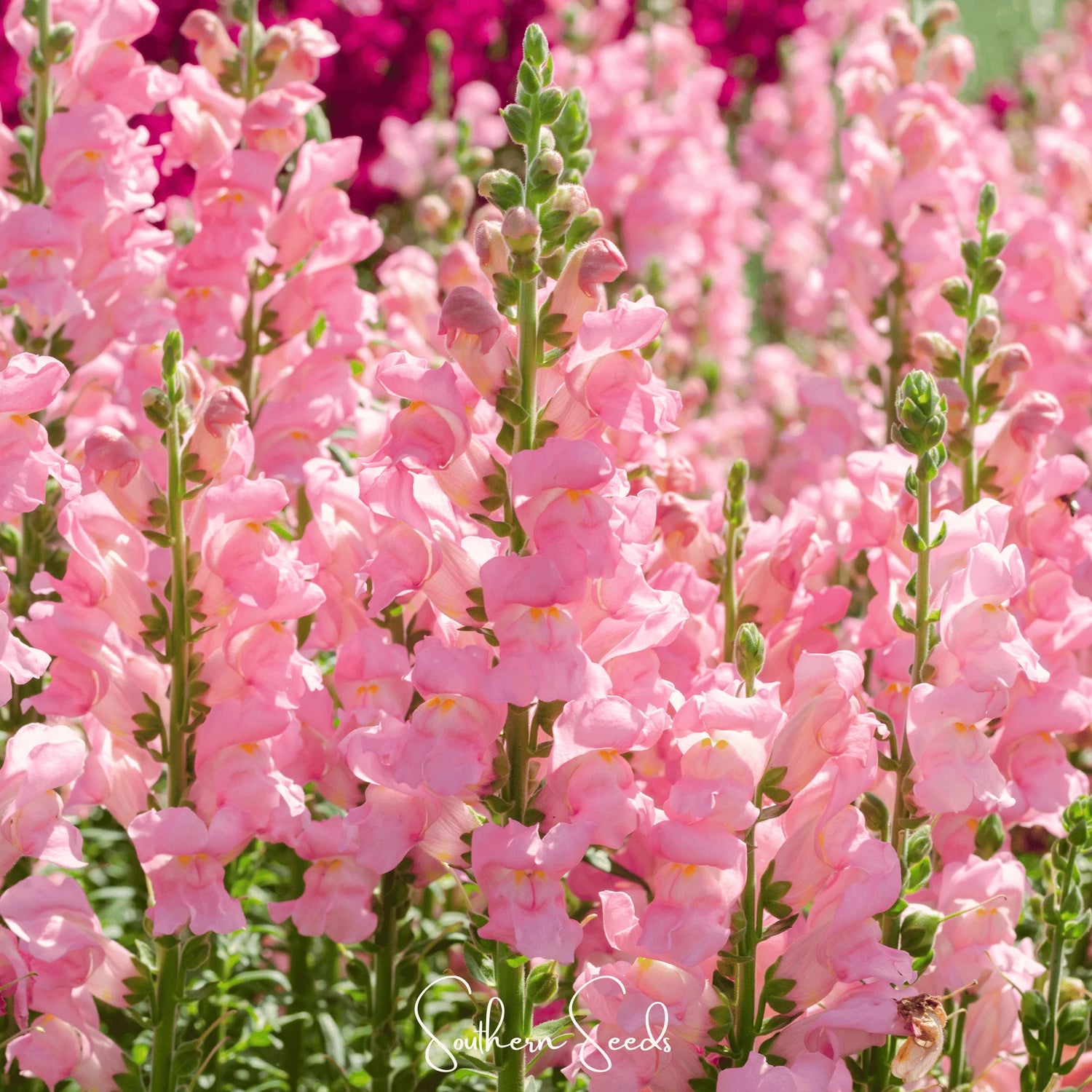 Snapdragon Rose seeds - Flower Antirrhinum majus - Elegant Rose-colo – Heirloom, Non-GMO, High Germination Organic Garden Seeds
