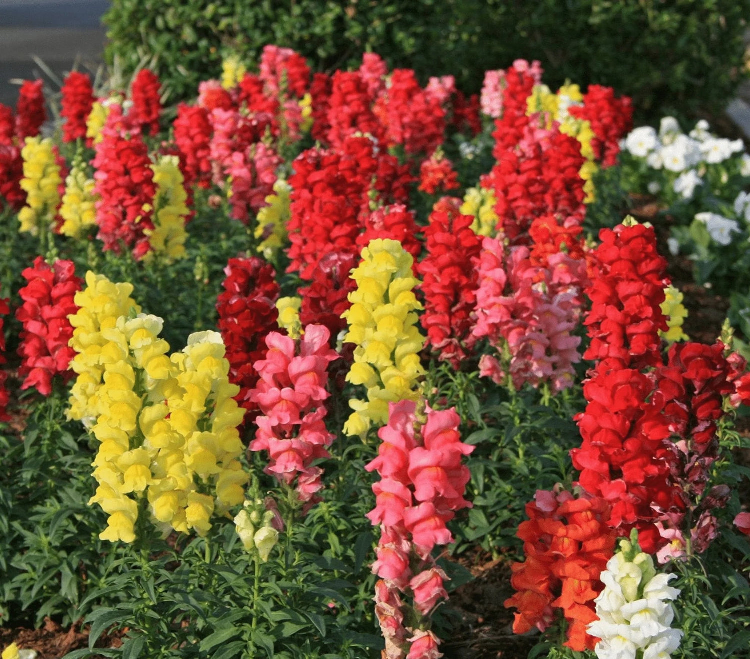 Snapdragon Tetra Mix - Seeds - Pollinator & Hummingbird Friendly – Heirloom, Non-GMO, High Germination Organic Garden Seeds