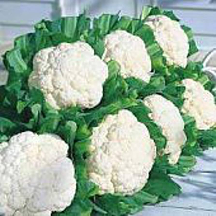 Snow Crown cauliflower seeds – early hybrid with compact, white heads - Dharaseeds
