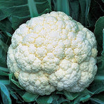 Snow Crown cauliflower seeds – early hybrid with compact, white heads - Dharaseeds
