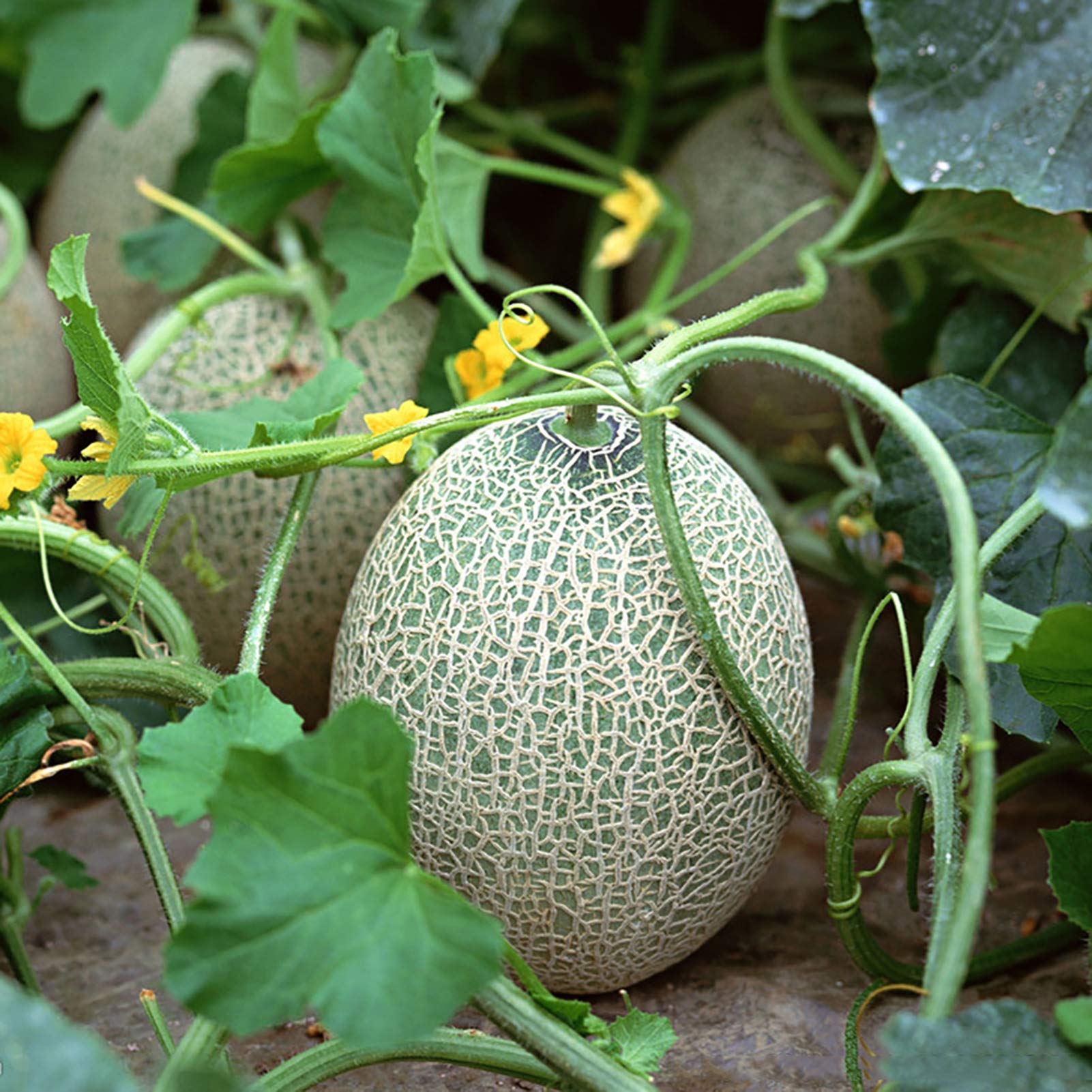 Snow Mass honeydew melon seeds heirloom non GMO for planting