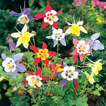 Snow White Columbine flower seeds – elegant white blooms for shady gardens - Dharaseeds