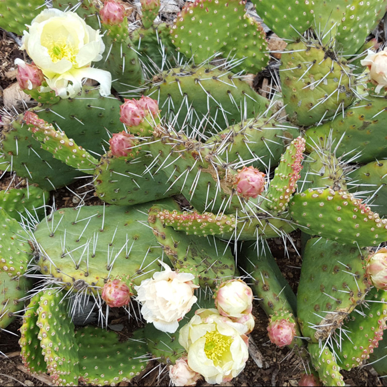 Fragile Prickly Pear Cactus