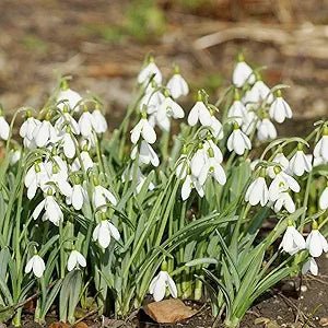 Snowdrop Galanthus Nivalis Bonsai Flower Seeds for Planting – Early Spring Blooms for Indoor Pots and Garden Borders - Dharaseeds