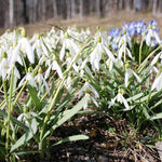 Snowdrop Galanthus Nivalis Bonsai Flower Seeds for Planting – Early Spring Blooms for Indoor Pots and Garden Borders - Dharaseeds
