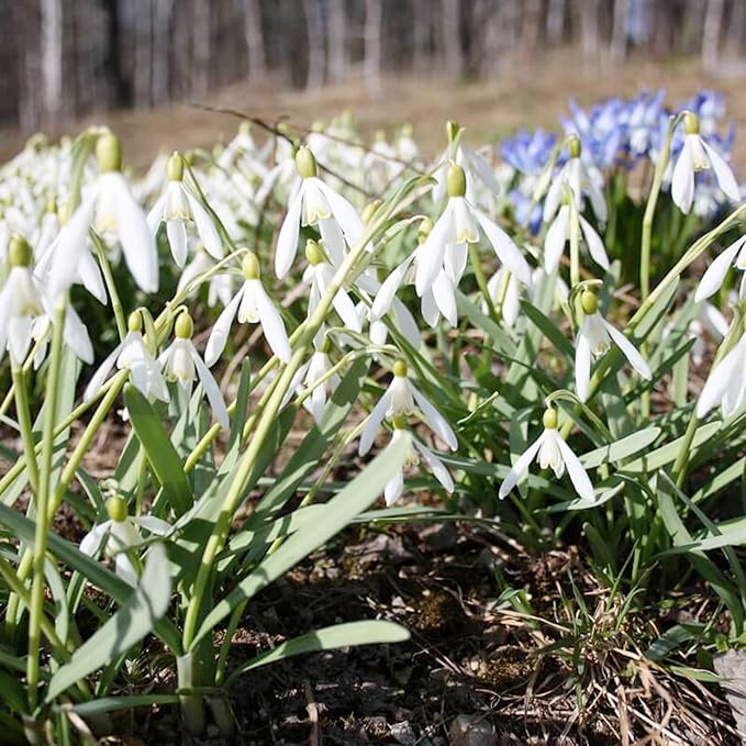 Snowdrop Galanthus Nivalis Bonsai Flower Seeds for Planting – Early Spring Blooms for Indoor Pots and Garden Borders - Dharaseeds