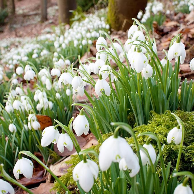 Snowdrop Galanthus Nivalis Bonsai Flower Seeds for Planting – Early Spring Blooms for Indoor Pots and Garden Borders - Dharaseeds